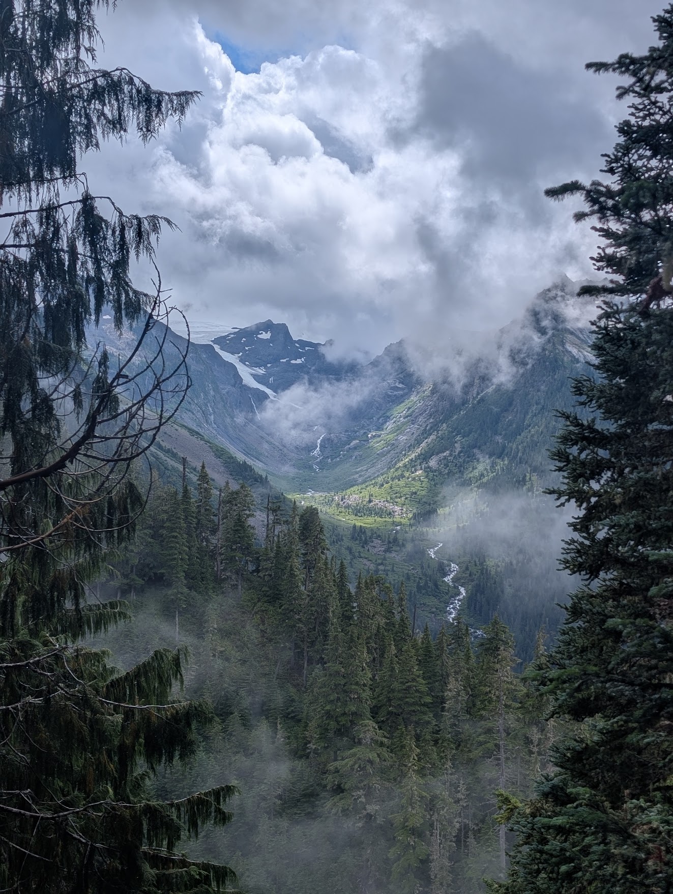 Misty mountain valley framed by evergreen trees